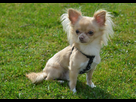 https://www.noelshack.com/2024-42-3-1729091352-chihuahua-couleur-creme-assis-dans-l-herbe.jpg