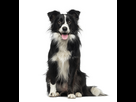 https://www.noelshack.com/2024-42-4-1729120119-border-collie-2-years-old-600nw.png