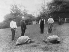 https://image.noelshack.com/fichiers/2024/42/4/1729129888-jonathan-and-another-tortoise-st-helena.png