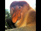 https://image.noelshack.com/fichiers/2024/42/6/1729350586-f3a09cc853-50037156-619px-portrait-of-a-proboscis-monkey.jpg