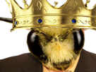 https://image.noelshack.com/fichiers/2024/42/7/1729420616-bzzzbzzz-king.png
