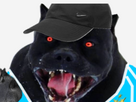 https://image.noelshack.com/fichiers/2024/42/7/1729435573-doggo.png