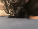 https://image.noelshack.com/minis/2024/43/1/1729470993-17294709219666420664783187382306.png