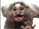 https://image.noelshack.com/minis/2024/43/3/1729646864-20221006-211731-4362355705695851177-2.png