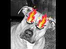 https://www.noelshack.com/2024-43-3-1729705118-fire.jpg