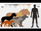 https://image.noelshack.com/fichiers/2024/43/7/1729990785-gray-wolf-size-comparison-with-human-coyote-hyena-great-dane-dog-breed-lion-red-fox-1024x640-2352664665.jpg