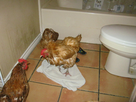 https://image.noelshack.com/fichiers/2024/44/1/1730078668-chickens-in-the-bathroom-3-by-gallusvarius-d8q6ism-fullview.png