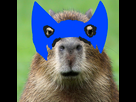 https://www.noelshack.com/2024-44-1-1730125653-capybara-square-1-jpg-optimal.jpg