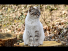 https://www.noelshack.com/2024-44-1-1730146415-difference-caractere-chat-chatte-071641.jpg