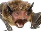 https://image.noelshack.com/fichiers/2024/44/6/1730563556-1579920666-1579919490-chauve-soeeeurissss.png