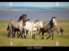 https://www.noelshack.com/2024-45-1-1730698033-criollo-horses-trot-through-the-pampa-behind-the-laguna-de-castillos-guardia-del-monte-province-of-rocha-uruguay-twhwmt.jpg