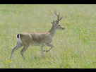 https://www.noelshack.com/2024-45-1-1730698041-faune-pampa.jpg
