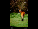 https://www.noelshack.com/2024-45-1-1730698049-l-uruguay-montevideo-autochyhony-la-flore-de-la-reserve-le-loup-a-criniere-aka-pampas-wolf-indigene-et-en-voie-de-disparition-a7ympy.jpg