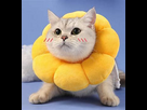 https://image.noelshack.com/minis/2024/45/2/1730766012-collerette.png