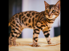 https://www.noelshack.com/2024-45-3-1730862481-bengal-cat-stands-yellow-bed-600x600-crop-center.jpg