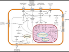 https://image.noelshack.com/fichiers/2024/45/7/1731203983-signal-transduction-pathways-svg.png