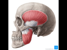 https://image.noelshack.com/fichiers/2024/45/7/1731273911-masticatory-muscles.jpeg