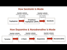 https://image.noelshack.com/fichiers/2024/46/6/1731742113-how-neurotransmitters-are-made2-1024x577.jpg