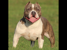 https://www.noelshack.com/2024-46-7-1731844547-800px-american-bully-stud-male-11527292106.jpg