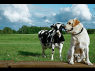 https://image.noelshack.com/fichiers/2024/46/7/1731876627-labrador-dog-cow-friendship-on-600nw-1676549719.jpg