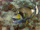 https://image.noelshack.com/fichiers/2024/47/2/1732009724-titan-triggerfish-ko-tao-thailand-1049.jpg