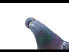 https://image.noelshack.com/fichiers/2024/47/3/1732112683-maladies-transmissibles-pigeon-c-1.jpeg