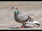 https://image.noelshack.com/fichiers/2024/47/3/1732133483-640px-columba-livia-luc-viatour.jpg