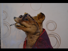 https://www.noelshack.com/2024-47-4-1732188873-renard2.jpg