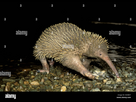 https://image.noelshack.com/fichiers/2024/48/1/1732567326-echidna-a-bec-long-de-l-est-zaglossus-bartoni-h3hbh7.jpg