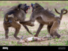 https://image.noelshack.com/fichiers/2024/48/2/1732640253-a-pair-of-large-male-chacma-baboons-fight-over-an-impala-baby-corpse-in-zimbabwes-mana-pools-national-park-zimbabwe-2eee0cw.jpg