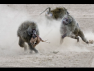 https://image.noelshack.com/fichiers/2024/48/2/1732640259-c0411487-olive-baboon-males-fighting-over-newborn-thomson-s-gazelle.jpg