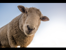 https://www.noelshack.com/2024-48-5-1732884089-sheep-1822137-1920-ovine.jpg