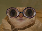 https://image.noelshack.com/fichiers/2024/49/2/1733258164-chat-zinzin.png