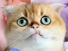 https://image.noelshack.com/fichiers/2024/49/5/1733500309-screenshot-2024-08-23-00-12-18-173.jpg
