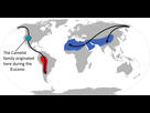 https://image.noelshack.com/fichiers/2024/50/1/1733784361-camelid-origin-and-migration.png