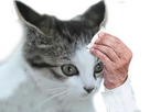 https://www.noelshack.com/2024-50-4-1733984238-1568153548-chat.png