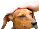 https://www.noelshack.com/2024-50-4-1733996761-1559793096-1559792673-toutou-1.png