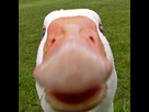 https://image.noelshack.com/minis/2024/51/3/1734540836-ooie.png