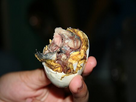 https://image.noelshack.com/fichiers/2024/51/3/1734554647-balut25.jpg