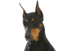 https://image.noelshack.com/fichiers/2024/51/4/1734613116-doberman-1.png