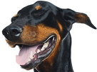 https://image.noelshack.com/fichiers/2024/51/4/1734613382-doberman-7.png