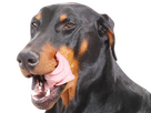 https://image.noelshack.com/fichiers/2024/51/4/1734613891-doberman-14.png