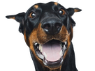 https://image.noelshack.com/fichiers/2024/51/4/1734614068-doberman-15.png