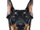 https://image.noelshack.com/fichiers/2024/51/4/1734614352-doberman-18.png