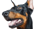 https://image.noelshack.com/fichiers/2024/51/4/1734614484-doberman-20.png