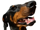 https://image.noelshack.com/fichiers/2024/51/4/1734614546-doberman-21.png