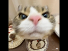 https://image.noelshack.com/minis/2025/01/4/1735857551-20250102-233837.png