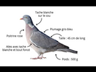 https://image.noelshack.com/fichiers/2025/01/5/1735927177-comment-le-reconnaitre-pigeon-ramier.jpg