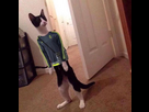 https://image.noelshack.com/fichiers/2025/02/2/1736273857-img-0180.png