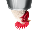 https://image.noelshack.com/fichiers/2025/02/3/1736371299-poule.png